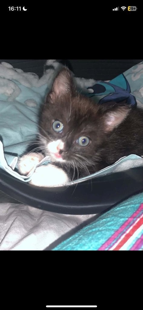 Hele lieve schattige kittens, Dieren en Toebehoren, Meerdere dieren, Kortharig, 0 tot 2 jaar