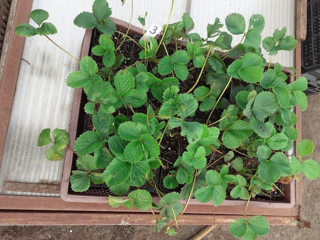 aardbeiplanten, Ophalen, Overige soorten, Volle zon