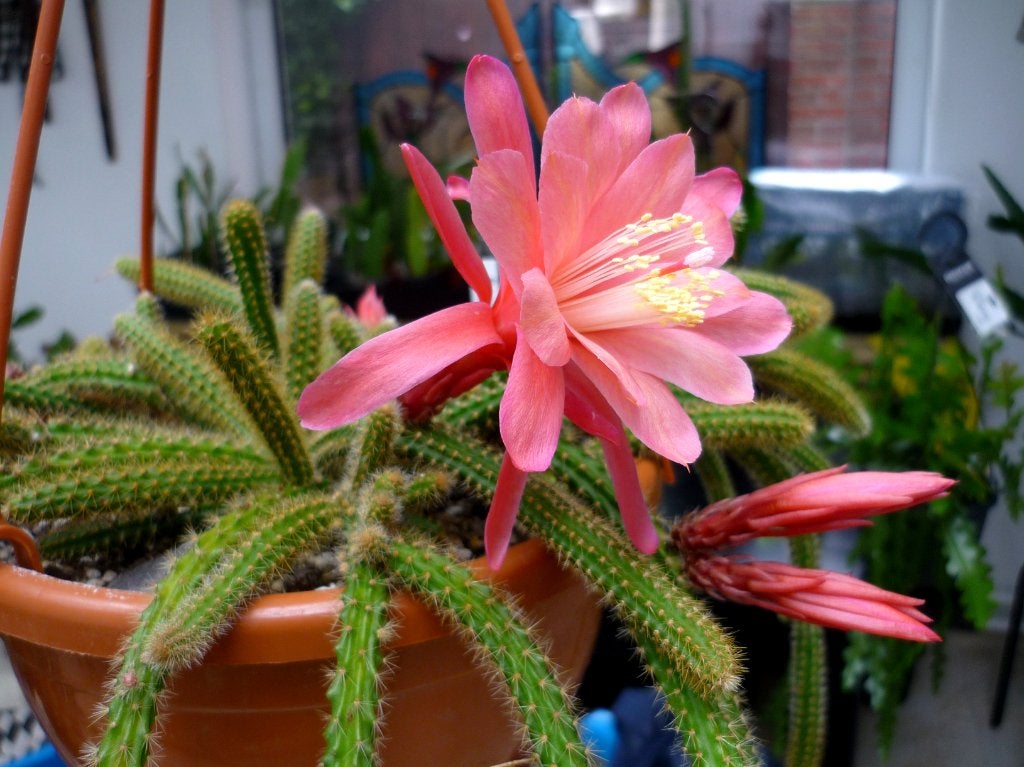 cactus - Aporocactus Klärchen - rattenstaart, Ophalen of Verzenden, Cactus, Volle zon, Minder dan 100 cm