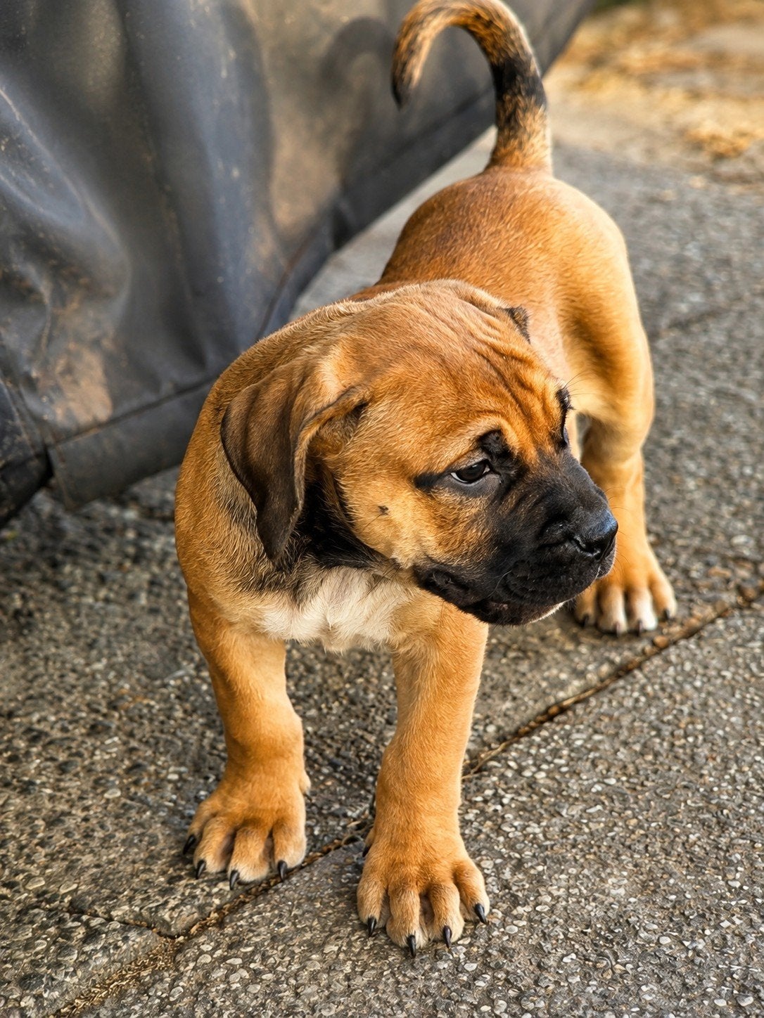 Boerboel pups, Overige rassen, 8 tot 15 weken, Meerdere, Meerdere dieren