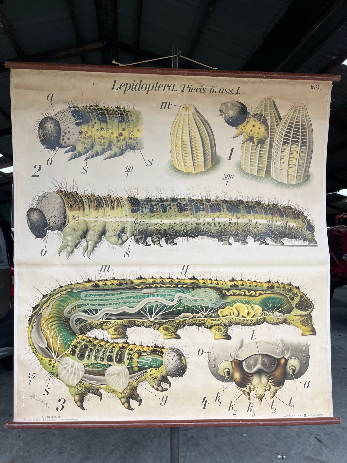 Vintage Zoölogische Wandplaat: Lepidoptera Rups, Ophalen