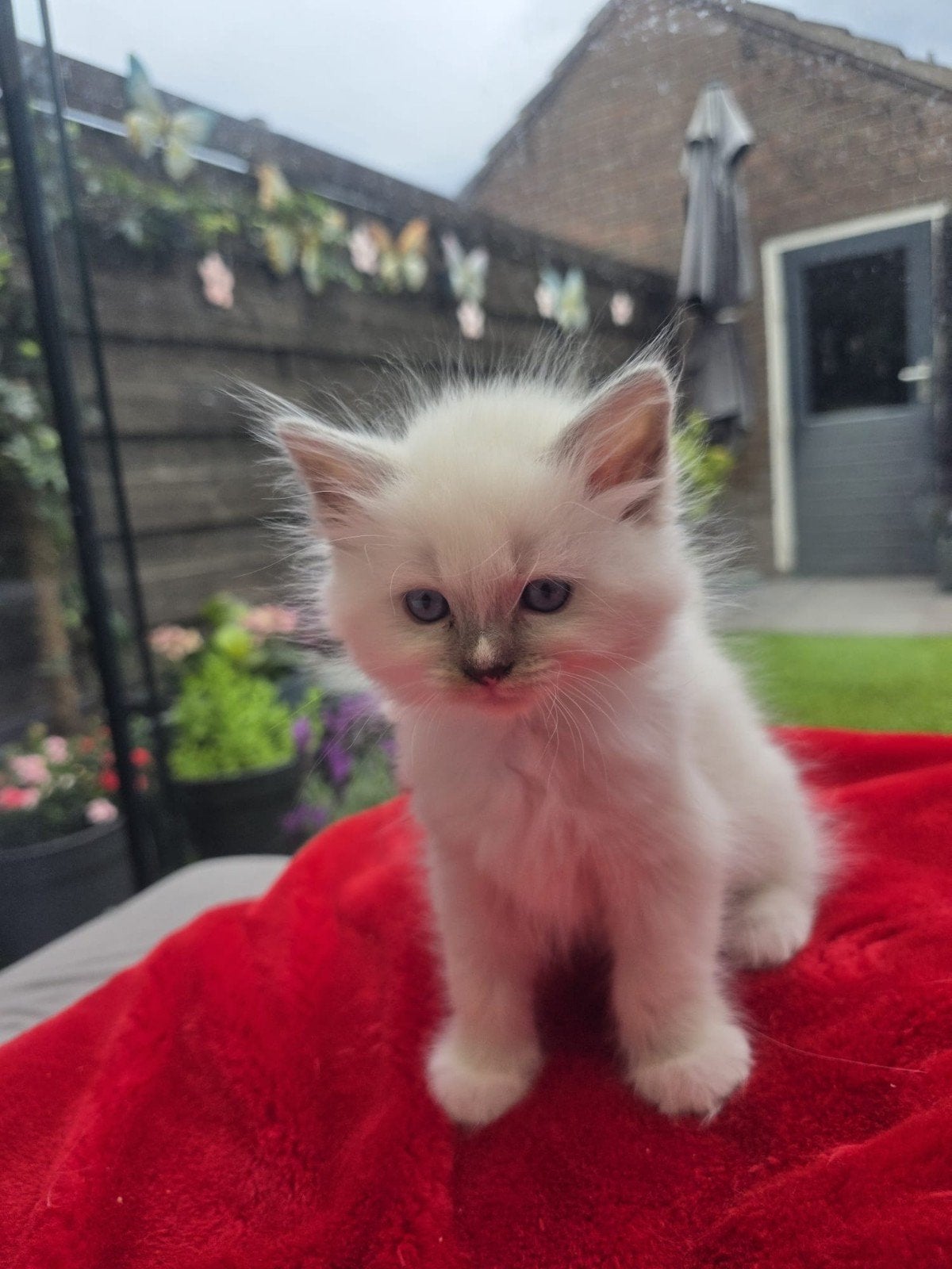 Ragdoll mooie katten, Dieren en Toebehoren, Meerdere dieren, Ontwormd