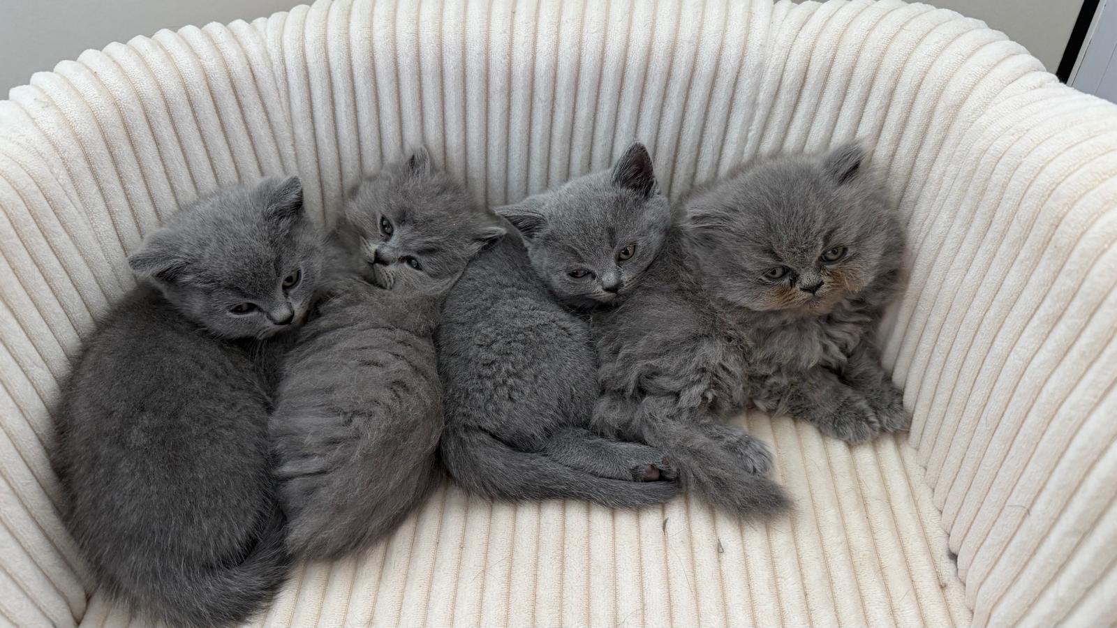 Lieve kittens zoeken hun gouden mandje!, Dieren en Toebehoren, Meerdere dieren
