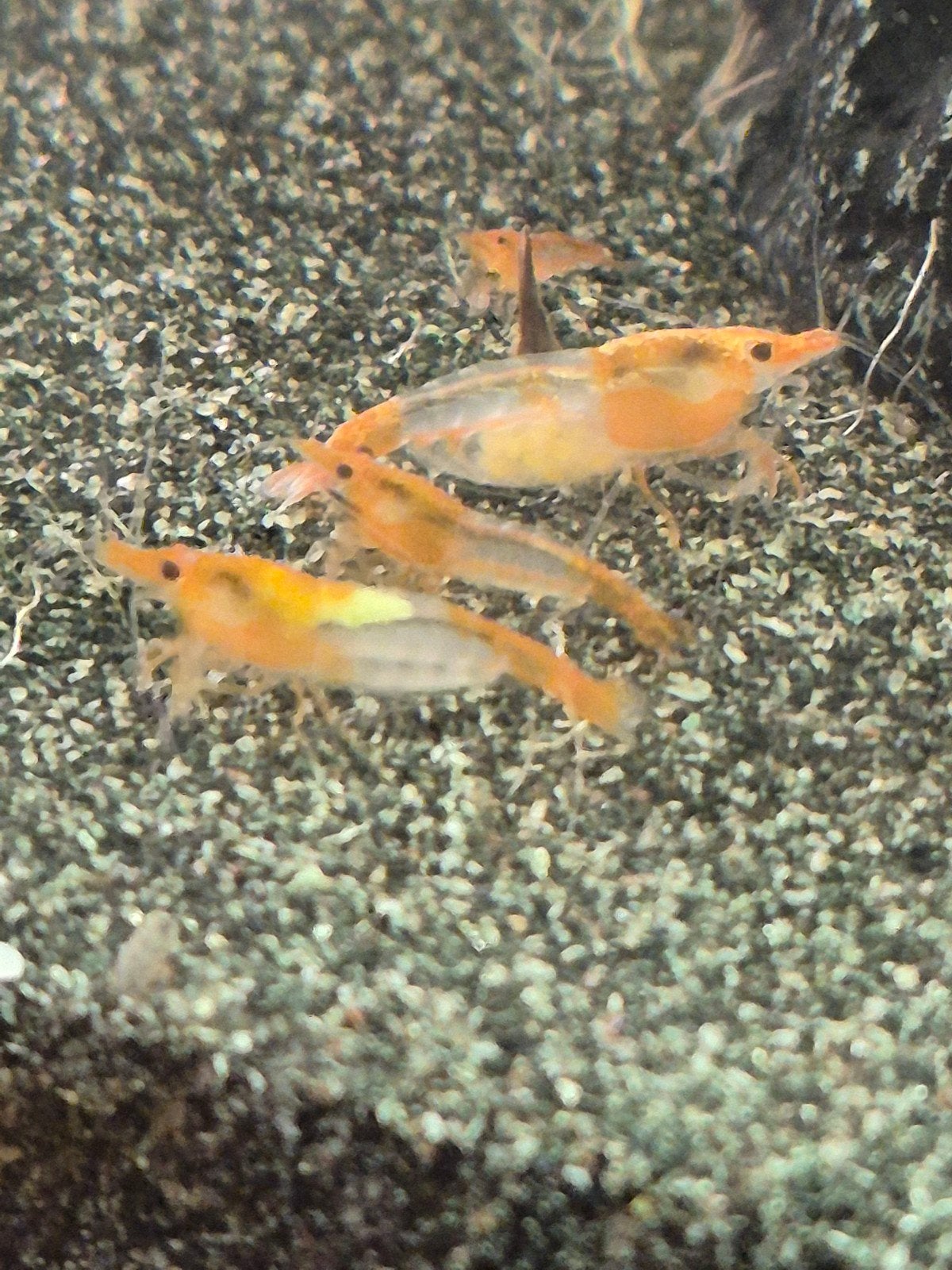 Te koop oranje Rili Garnalen, Kreeft, Krab of Garnaal