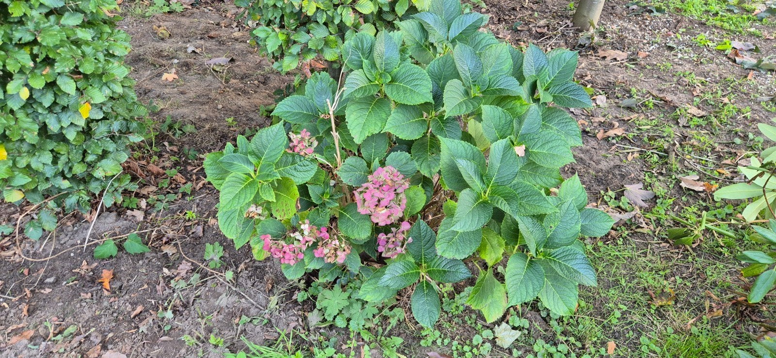 hortensia., Ophalen, Overige soorten, Halfschaduw