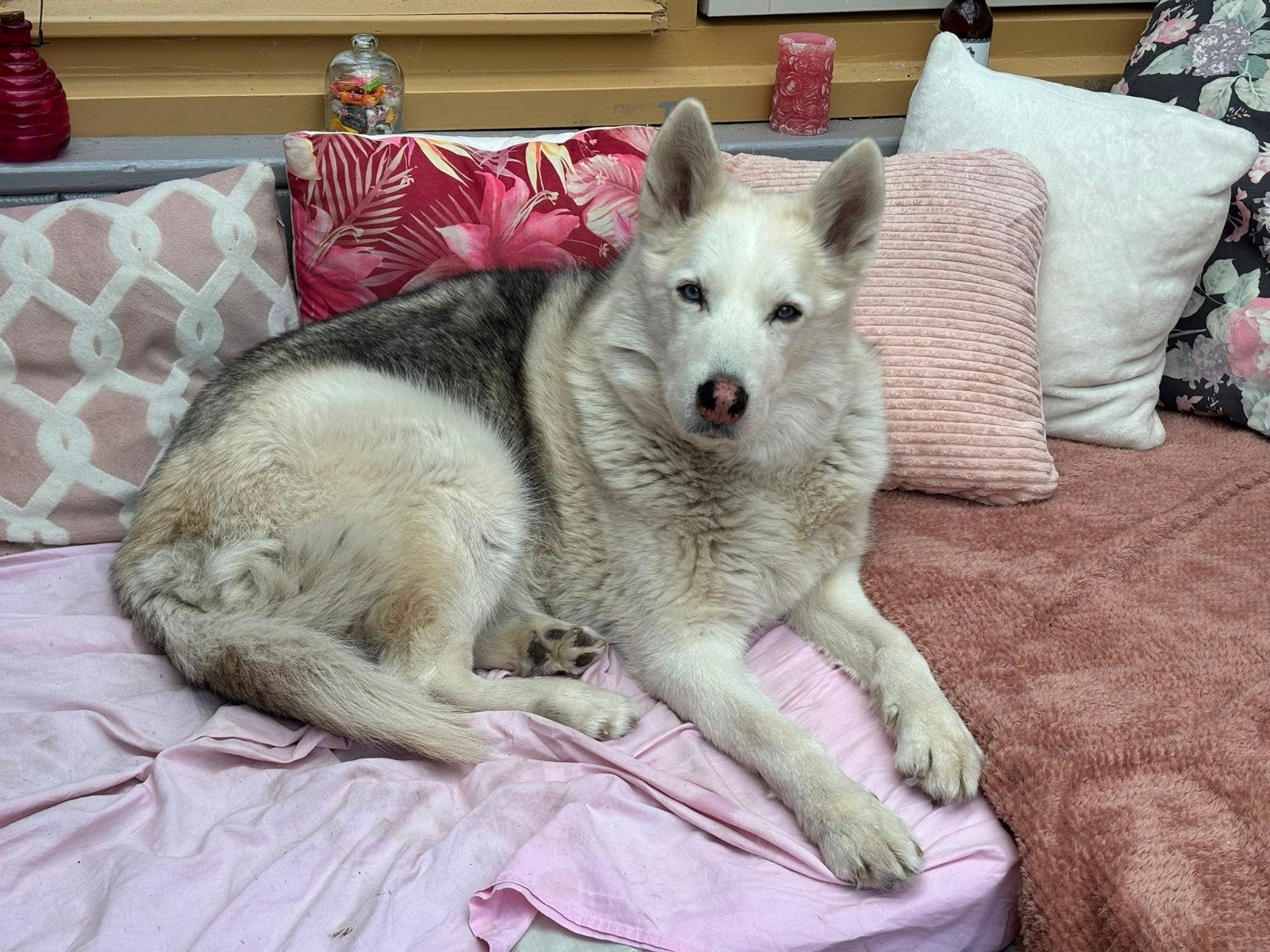 Lieve husky, 6 jaar of ouder, Reu, Poolhond, Parvo