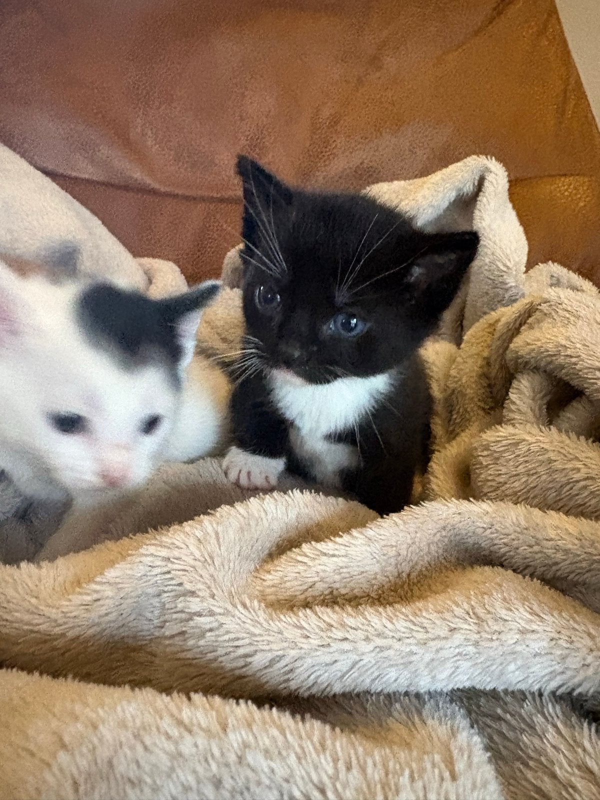 3 prachtige kittens, Dieren en Toebehoren, Meerdere dieren, Kortharig, 0 tot 2 jaar