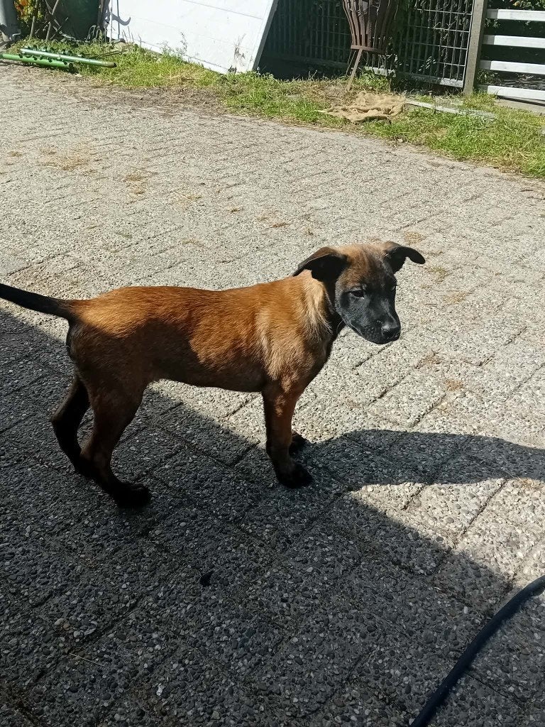 er zijn nog 4 mooi reutjes, Dieren en Toebehoren, Honden | Herdershonden en Veedrijvers, 8 tot 15 weken, Parvo, Meerdere, Meerdere dieren