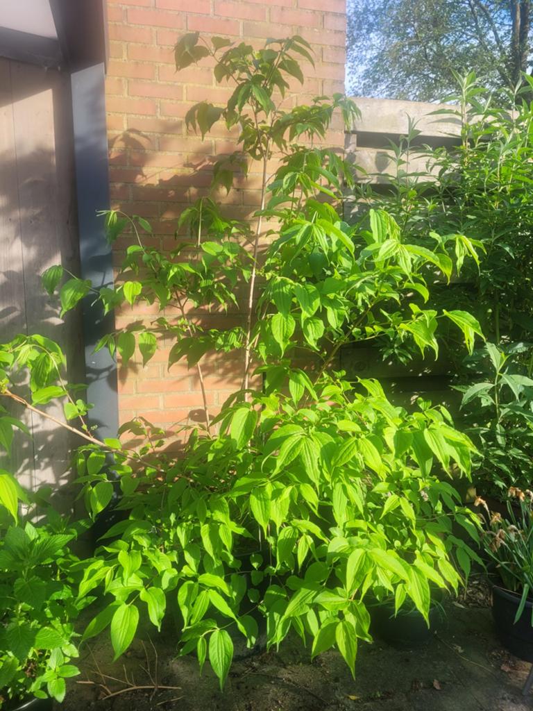 Zevenzonenboom/struik. Heptacodium miconioides, Ophalen, Overige soorten, Struik, 250 cm of meer