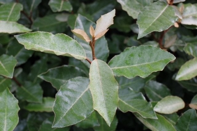 Olijfwilg (Elaeagnus ebbingei), Tuin en Terras, Ophalen of Verzenden, Overige soorten, Haag, Minder dan 100 cm