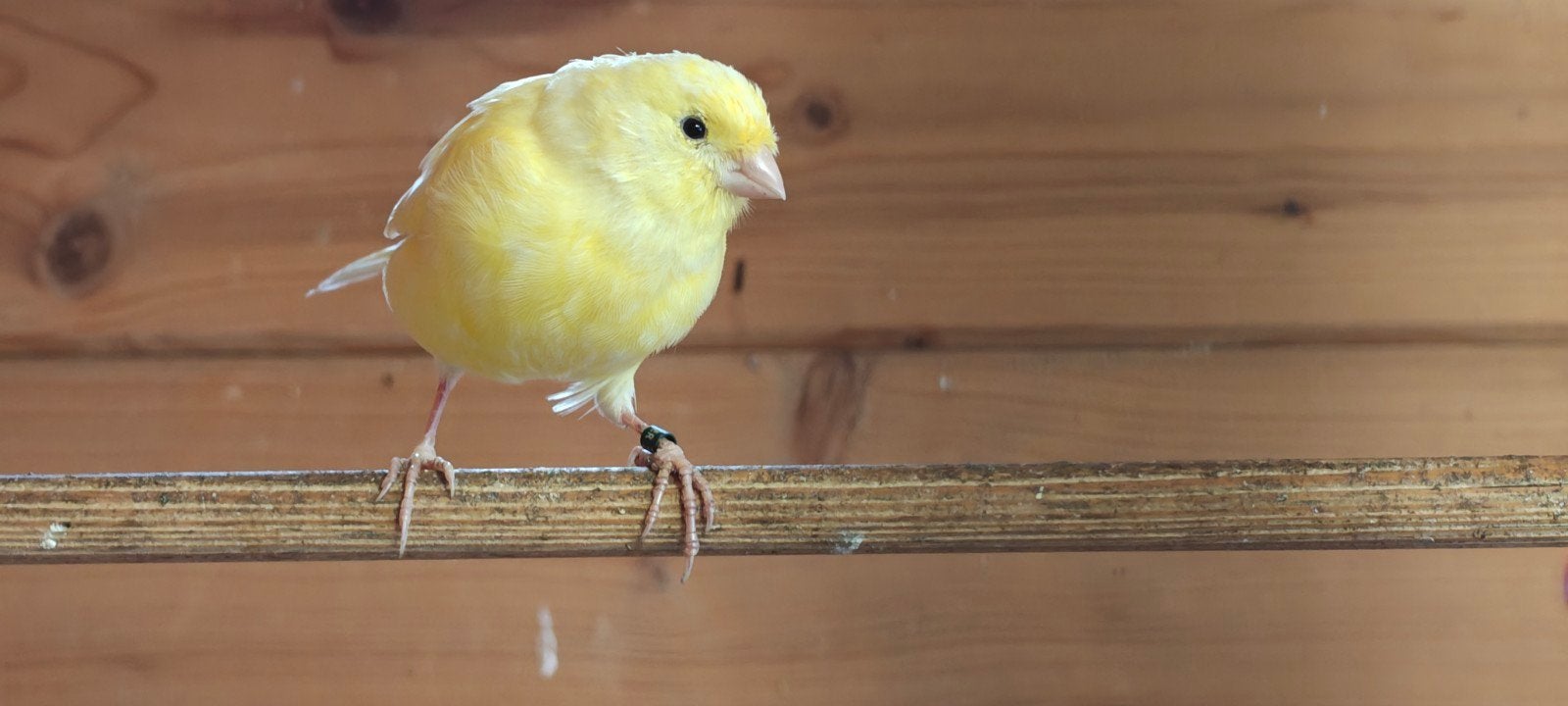 kanarie, Dieren en Toebehoren, Meerdere dieren, Kleurkanarie