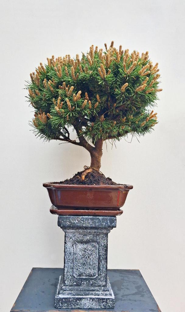 1 Bonsai Oude Bergden- Pinus Mugo Mops- 38 cm Hoog., Tuin en Terras, In pot, Halfschaduw, Lente, Minder dan 100 cm