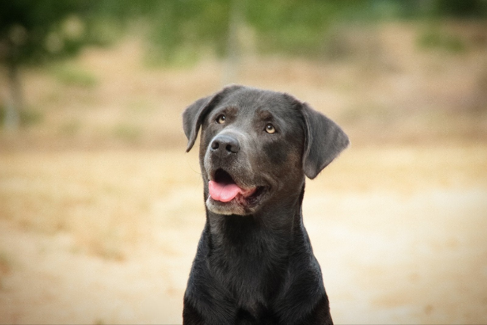 VERWACHT: Nestje pups Labrador x Mechelse herder, Dieren en Toebehoren, 8 tot 15 weken, Meerdere, Meerdere dieren, Middel