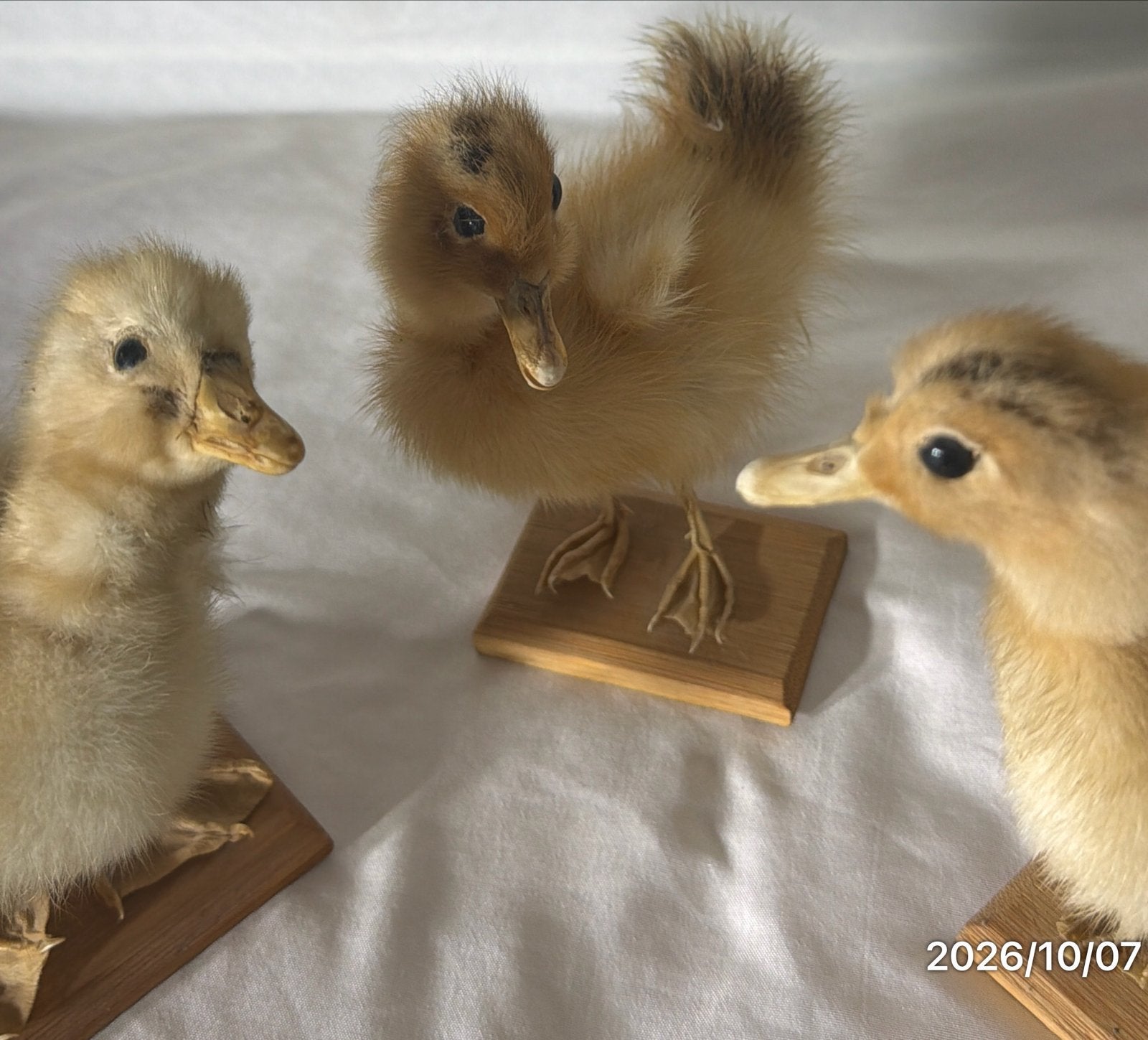 3 🐥kuikens🐤🐤🐤, Ophalen of Verzenden, Opgezet dier