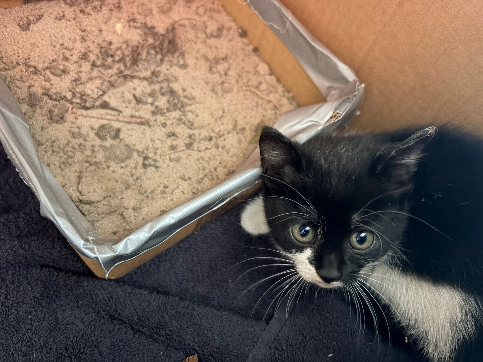 Kittens, Dieren en Toebehoren, Meerdere dieren, Kortharig, 0 tot 2 jaar