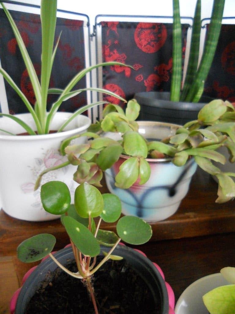 10 groene kamerplanten + bloempotten, Ophalen, Overige soorten, Halfschaduw, In pot