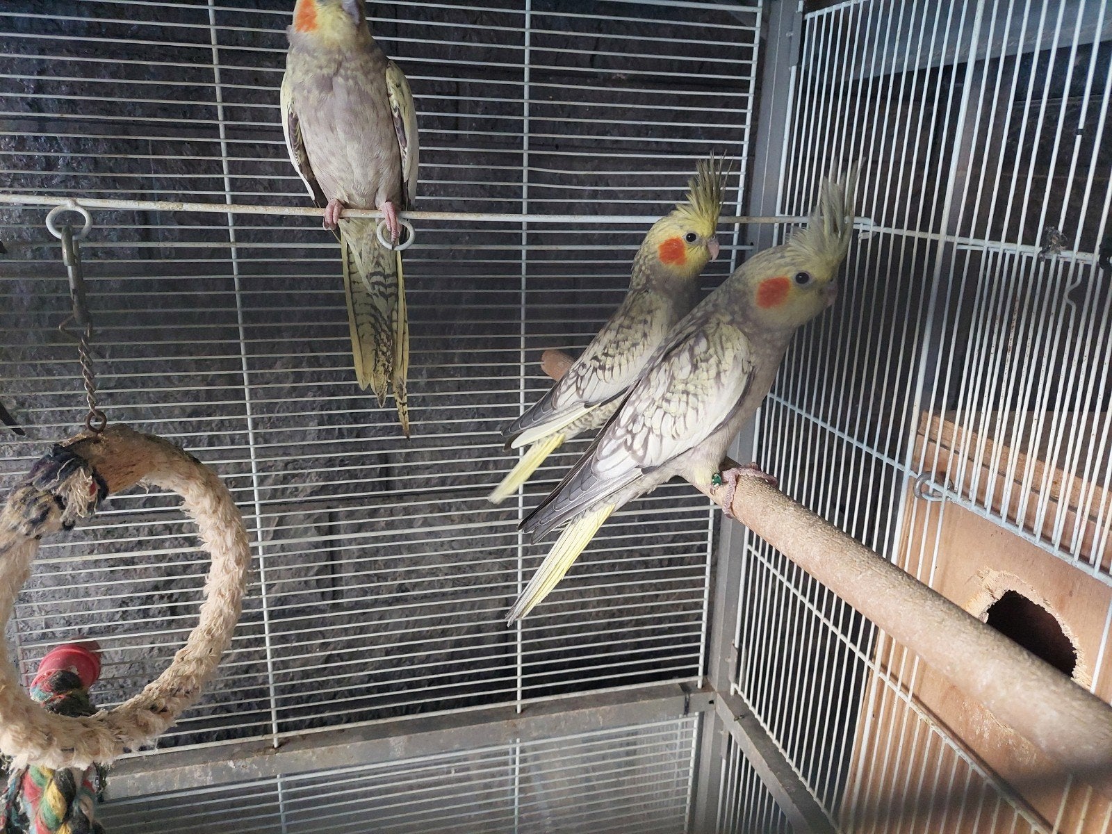 jonge valkparkieten, Meerdere dieren, Parkiet