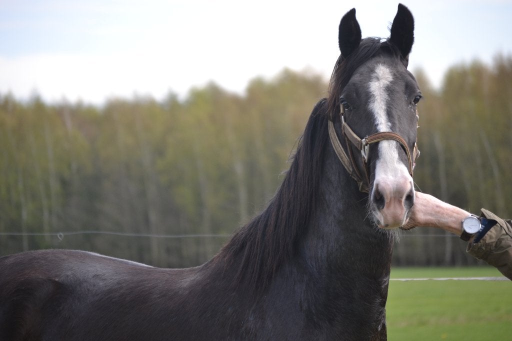 dresuur paard, Merrie, Met stamboom, Niet van toepassing, Dressuurpaard