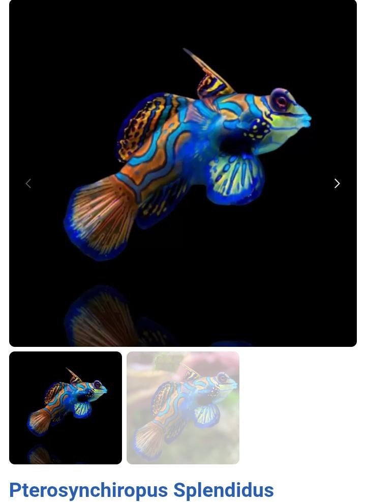 Vissen zeeaquarium, Dieren en Toebehoren, Vissen | Aquariumvissen, Vis, Zoutwatervis