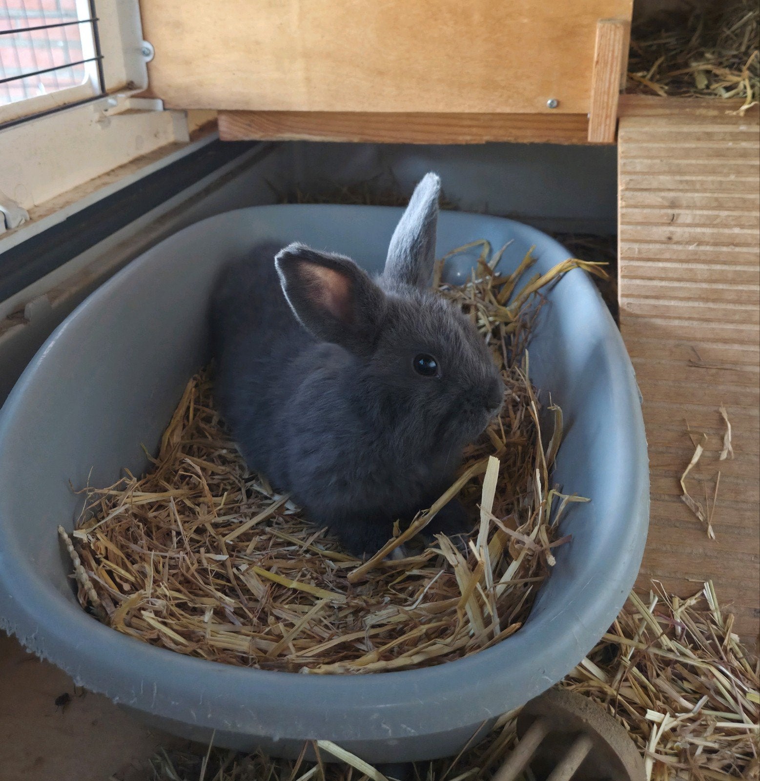 Konijntjes zoeken een nieuw huisje, Dieren en Toebehoren, Meerdere dieren, Dwerg, 0 tot 2 jaar