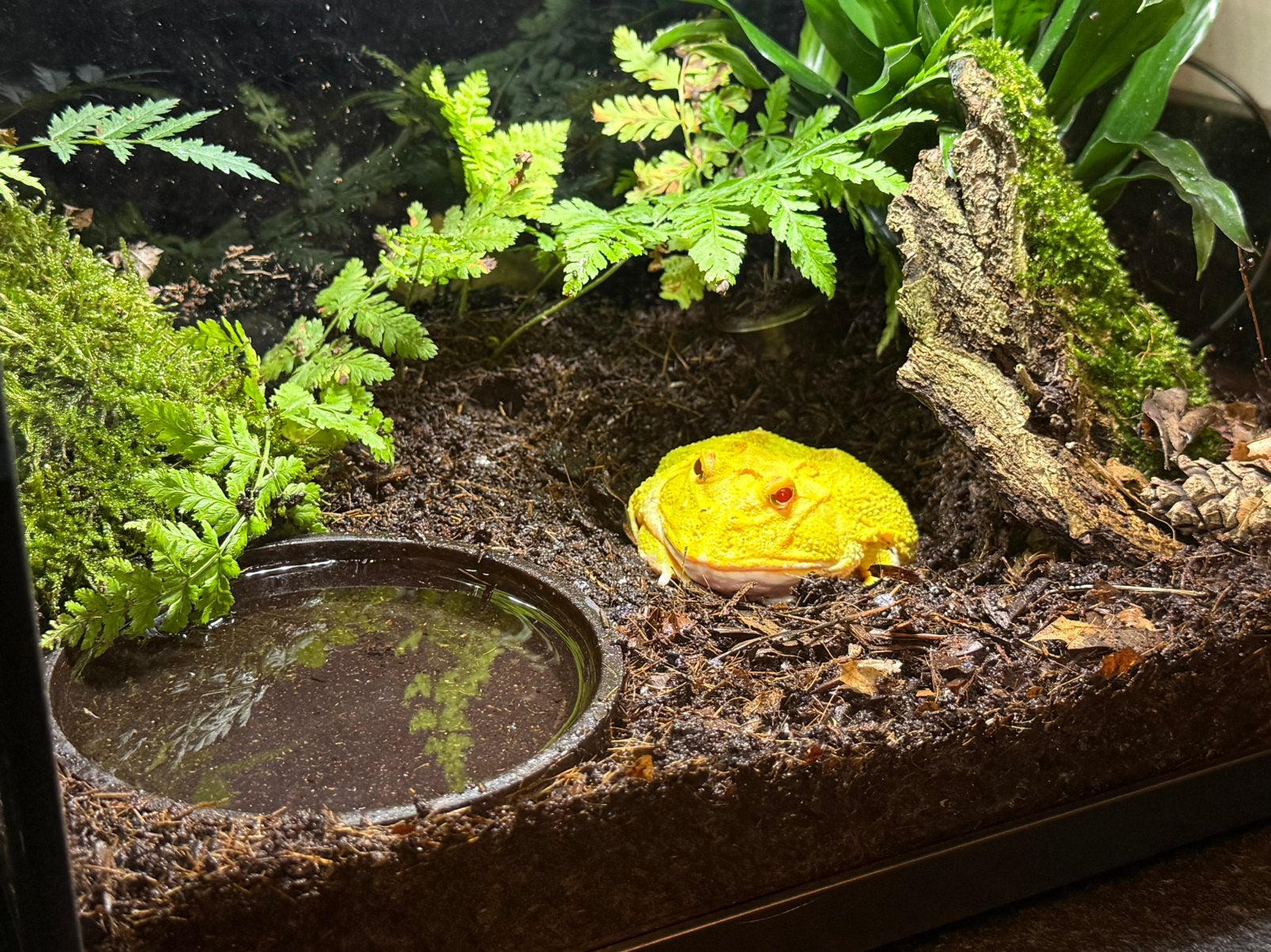 Zeer lieve pacman frog man, Amfibie, Met terrarium, 3 tot 6 jaar