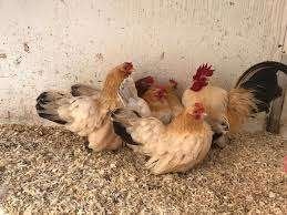Krielkippen: Serama - Java - Hollandse - Chabo krieltjes., Dieren en Toebehoren, Vrouwelijk, Kip