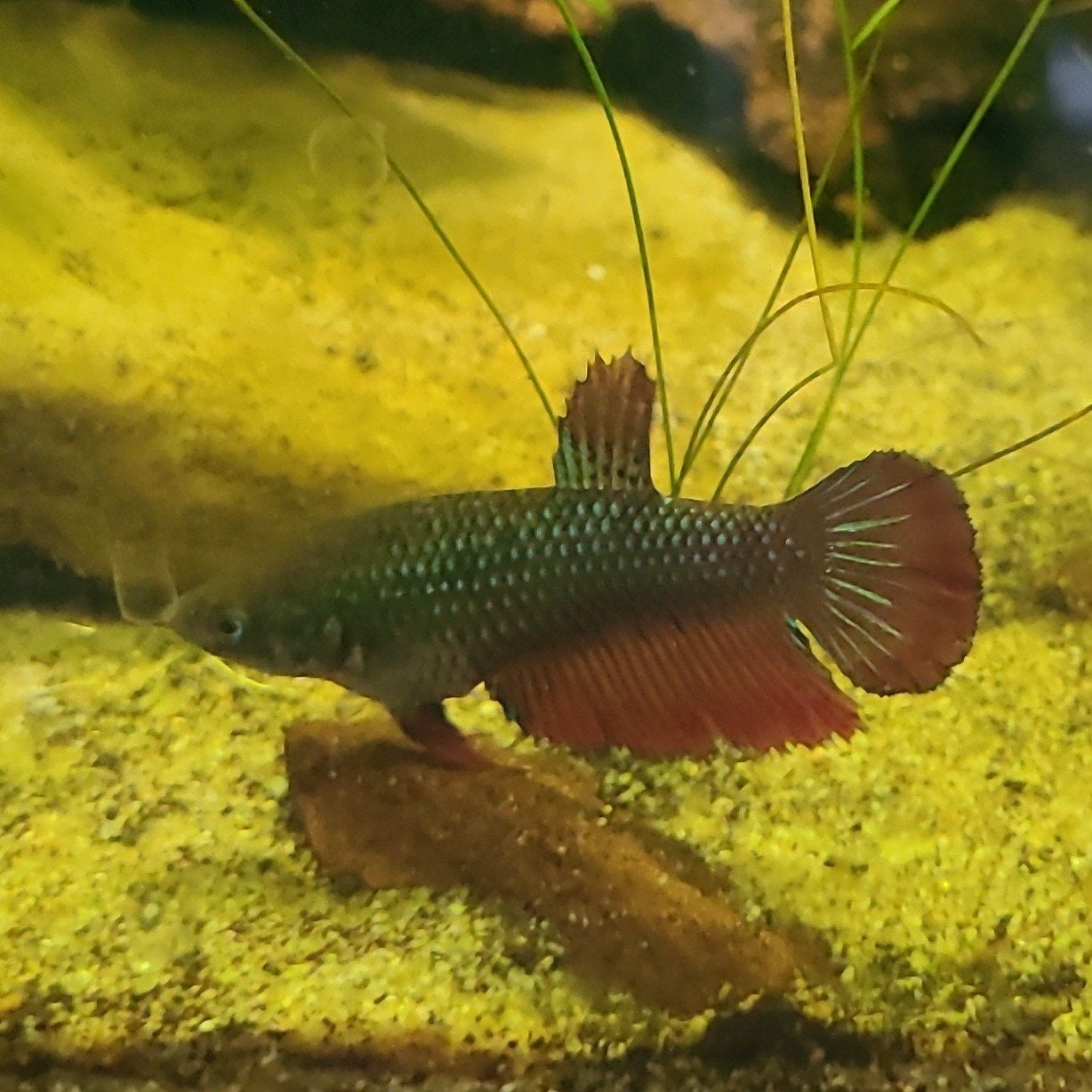 Kempvis Betta vrouwtje