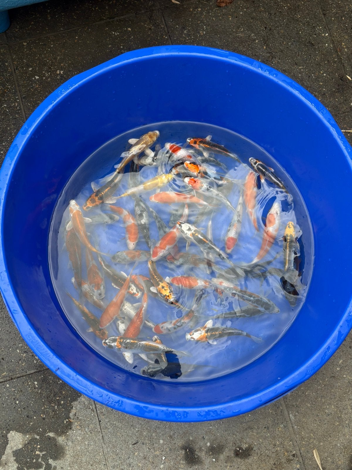 Japanse tossai koi, Karper of Koi