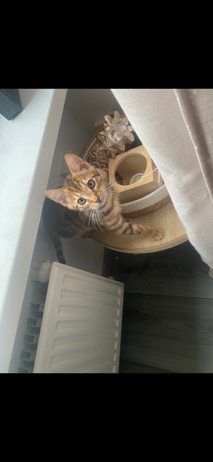 Kittens, Kater