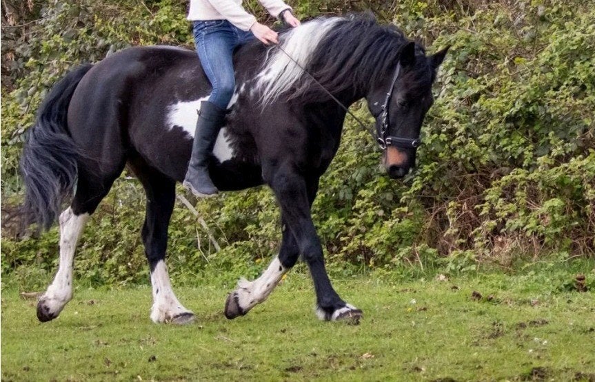 familie/recreatie/sport paard, Ophalen of Verzenden