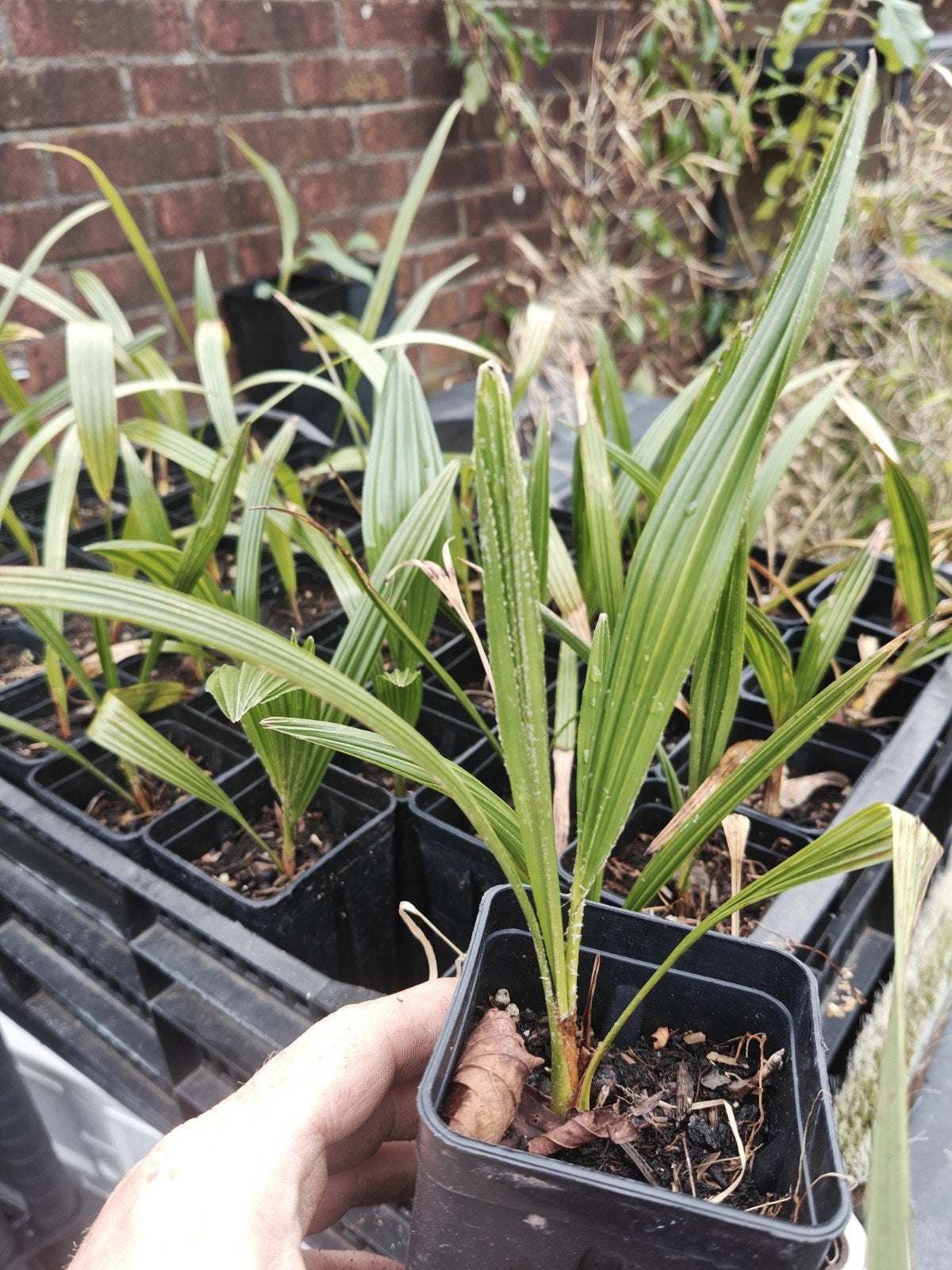 Trachycarpus nova x princeps, Tuin en Terras, Planten | Bomen, Ophalen of Verzenden, Minder dan 100 cm, Zomer, Palmboom
