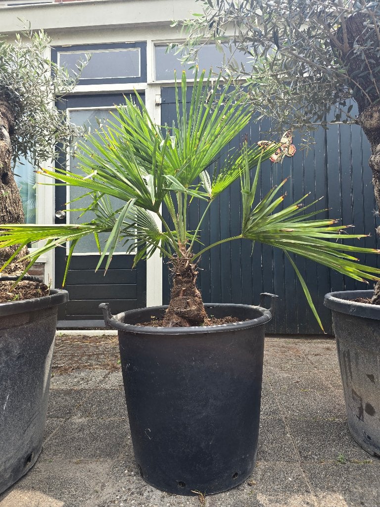 Mooie trachycarpus fortunei palmboom, Tuin en Terras, Lente, Minder dan 100 cm, Palmboom, Ophalen