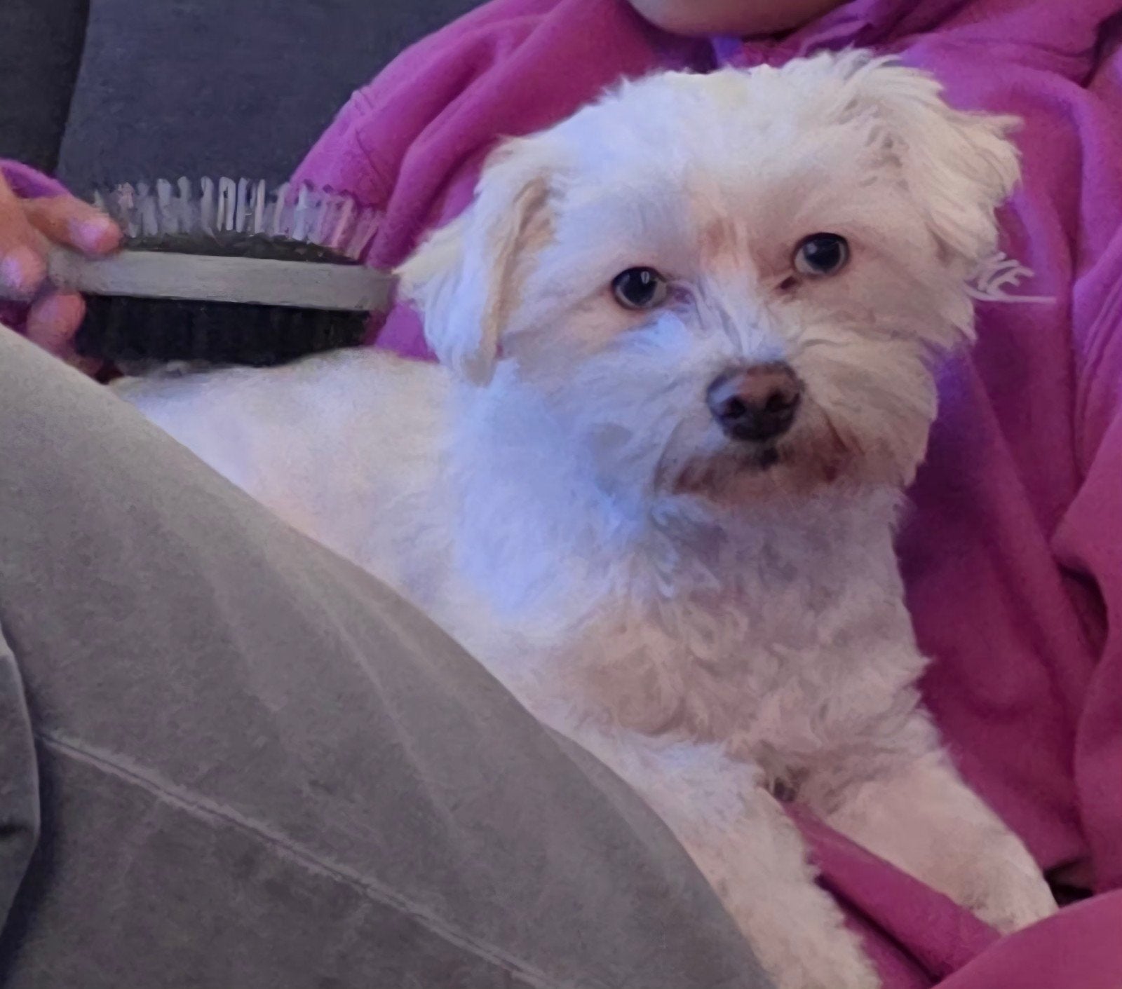 Klein Maltipoo teefje, 1,5 jaar zoekt een lieve nieuw baasje, Overige rassen, CDV (hondenziekte), 1 tot 2 jaar, Teef