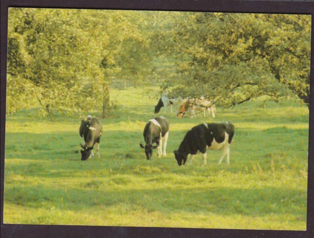 Vijlen Landelijk Cottessen Koeien Camping Cottesserhoeve '79, Verzenden, 1960 tot 1980, Gelopen, Limburg
