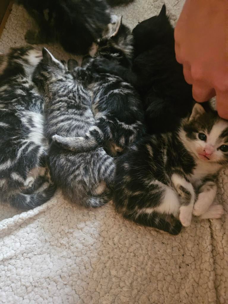 Mooie lieve kittens, Dieren en Toebehoren, Katten en Kittens | Overige Katten, Meerdere dieren