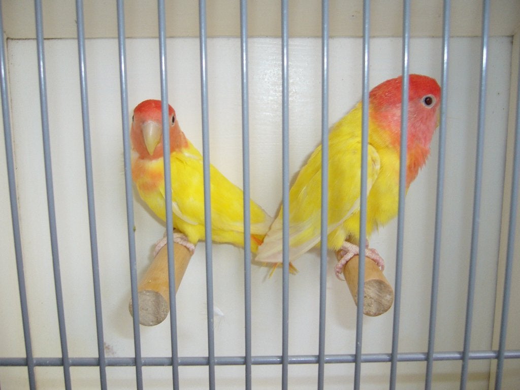 Opaline lutino, Dieren en Toebehoren, Vrouwelijk, Dwergpapegaai of Agapornis, Geringd