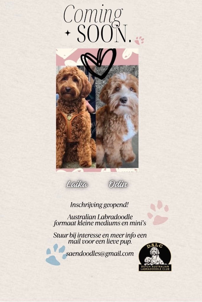 Labradoodle pup, Dieren en Toebehoren, Honden | Retrievers, Spaniëls en Waterhonden, Overige rassen, 8 tot 15 weken, Geslacht onbekend