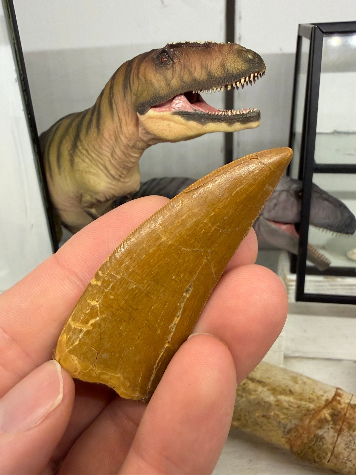 Carcharodontosaurus tand, Ophalen of Verzenden, Fossiel