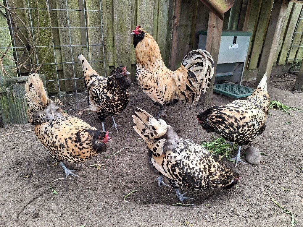 Broedeieren Nederlandse Uilebaardhoenders, Dieren en Toebehoren, Pluimvee, Geslacht onbekend, Kip