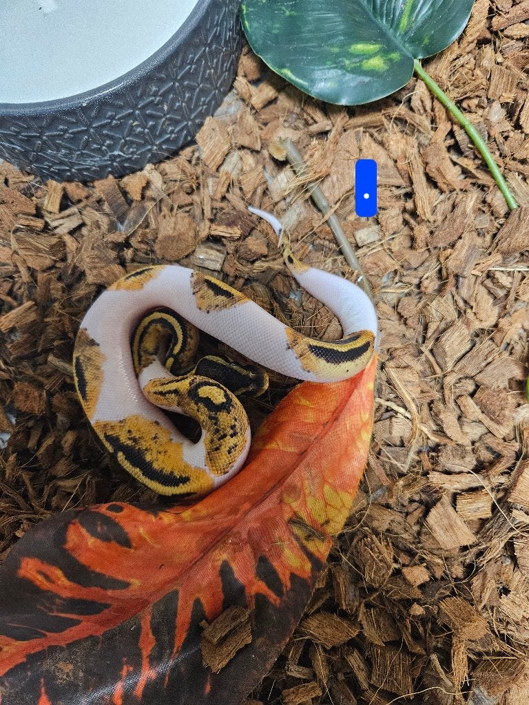 Python Regius Konings Python Morphs Ball Python photo 8