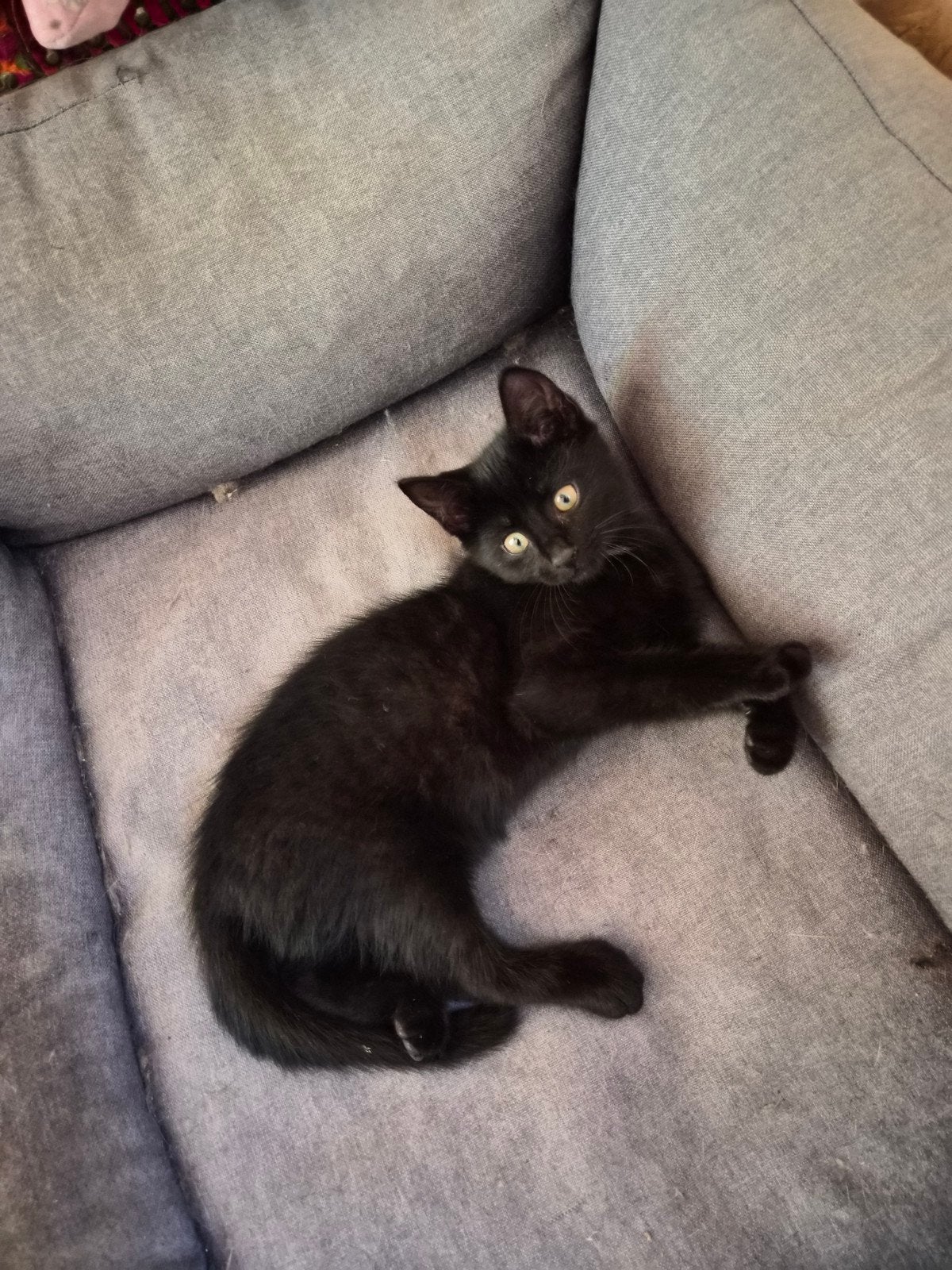 Mooi poesje zoekt nog een fijn huisje!, Poes