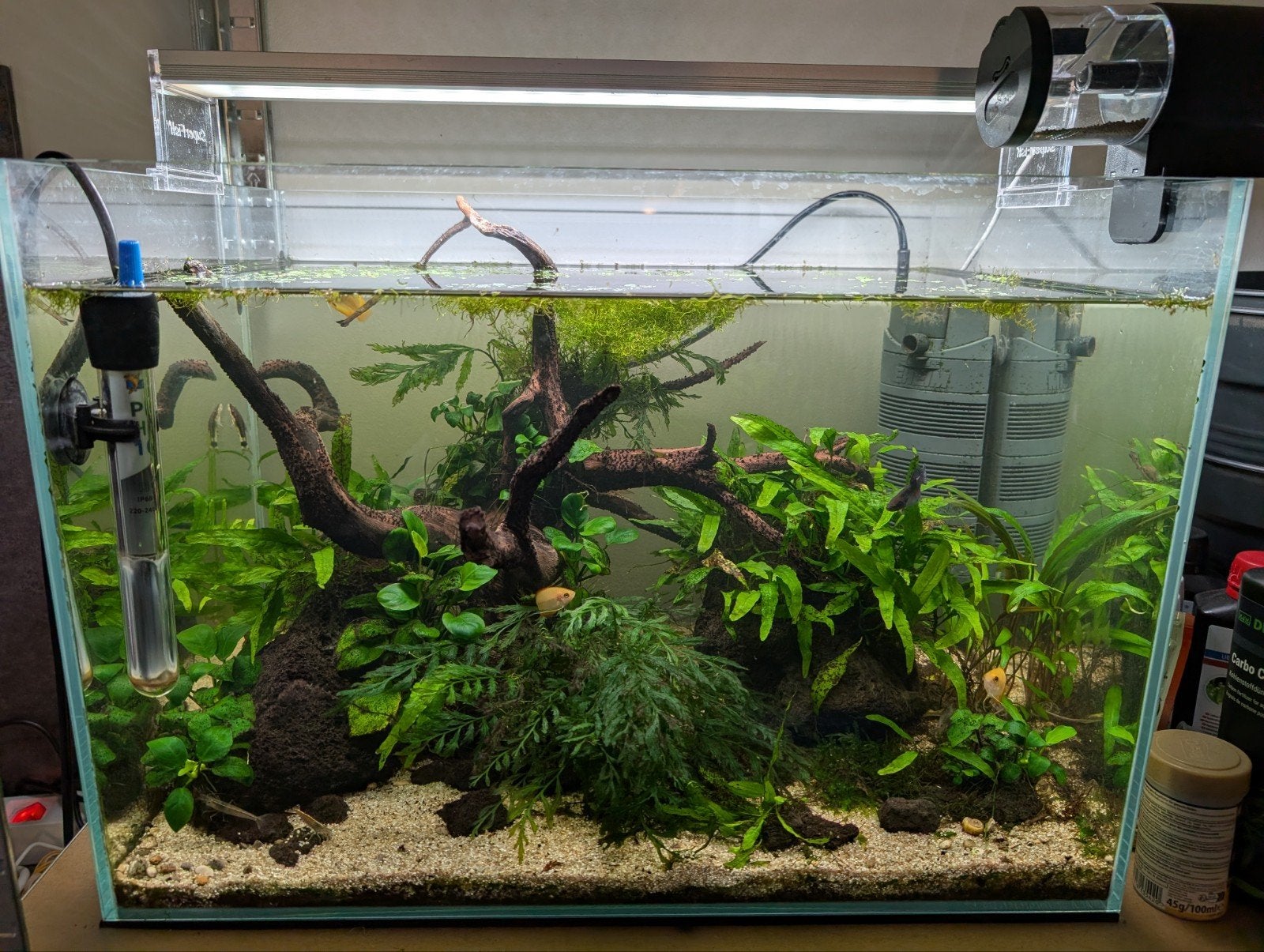 Superfish aquarium 60 liter met of zonder inhoud, Ophalen, Gebruikt, Gevuld zoetwateraquarium, Inclusief vissen