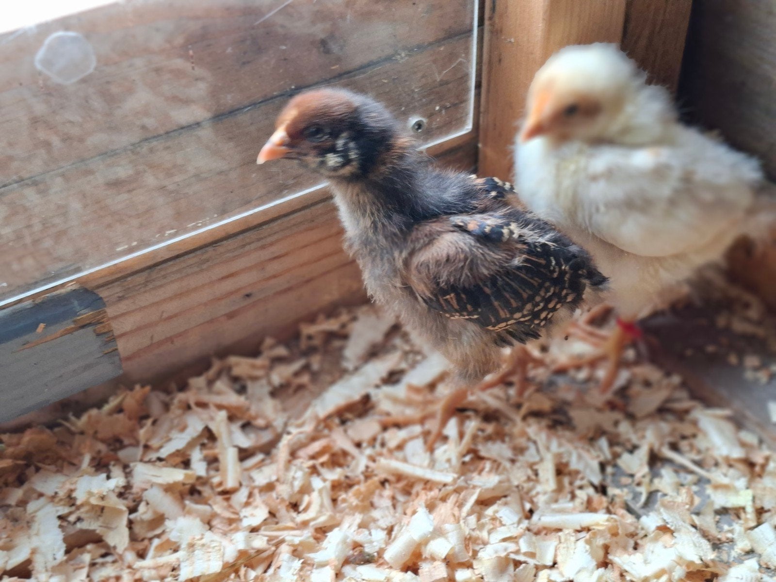 Mooie kuikens, Dieren en Toebehoren, Geslacht onbekend, Kip