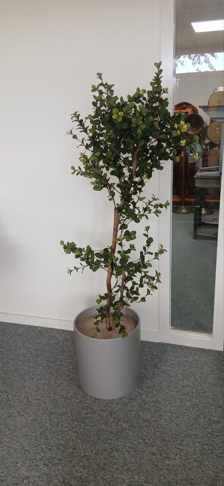Kunstboom 155 cm, Bloeit niet, Overige soorten, Minder dan 100 cm, Ophalen