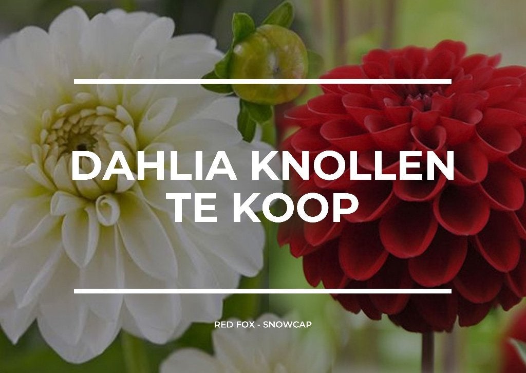 RED FOX DAHLIAKNOLLEN TE KOOP!, Ophalen, Voorjaar, Volle zon, Knol