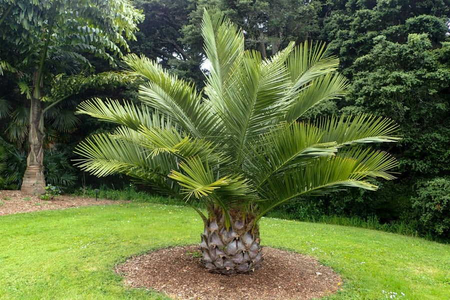 Wijnpalm zaden. Winterhard, Verzenden, Gehele jaar, Volle zon