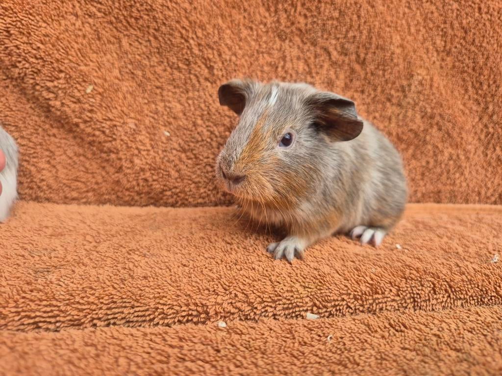 Lavendel tan/amber/wit gladhaar beertje grijs lief tam, Dieren en Toebehoren, Knaagdieren, Cavia, April, Mannelijk, Tam