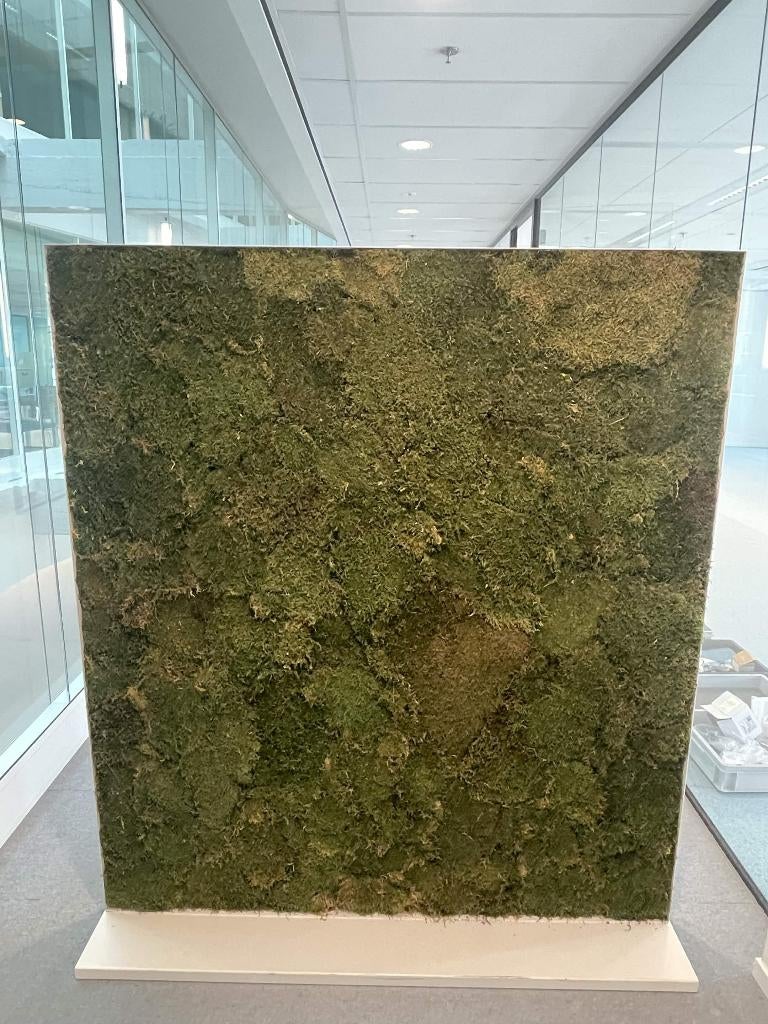 Mos wandpanel / Moss wall panel, Ophalen, Zo goed als nieuw, 149 cm, 170 cm