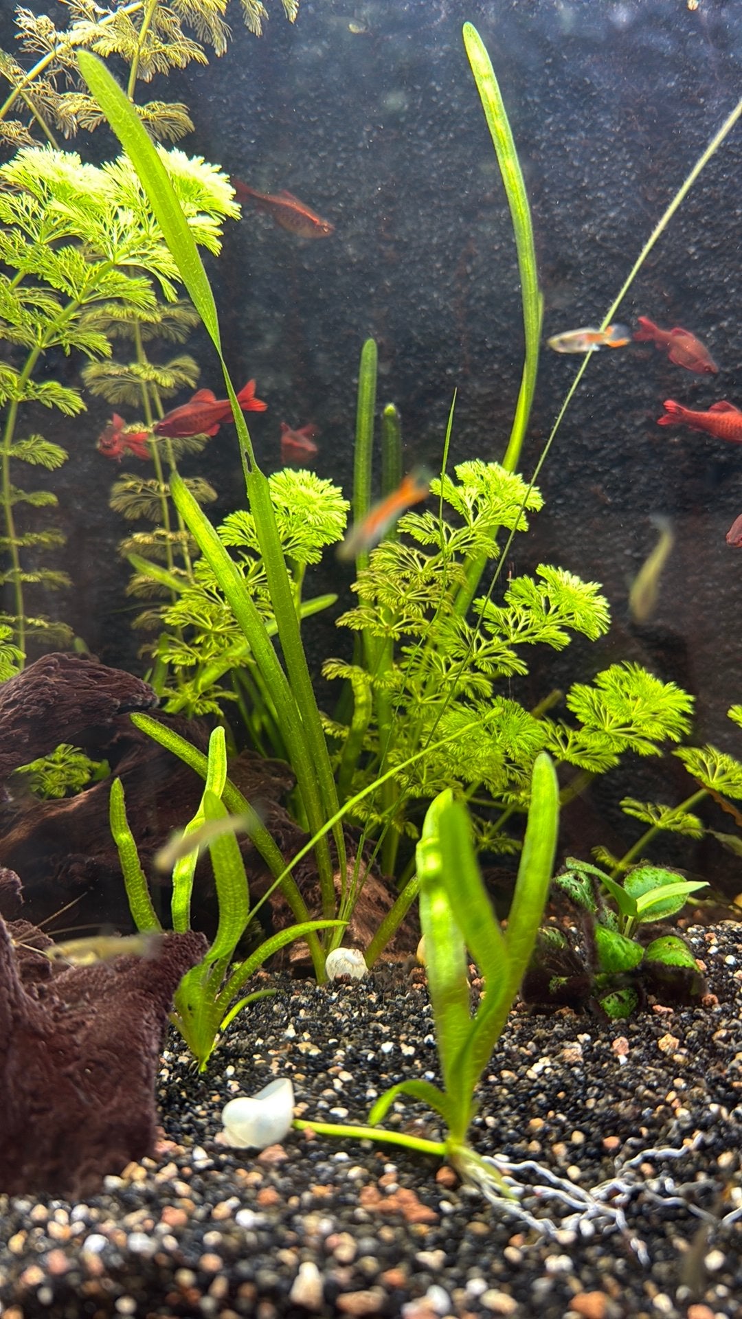 Vallisneria, Ophalen, Nieuw, Plant(en), Steen of Hout