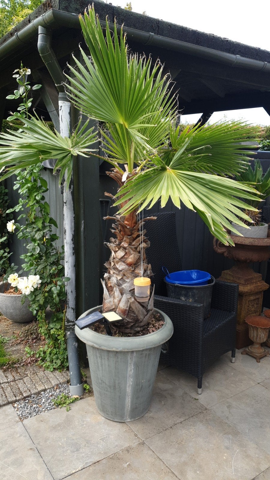 palmboom, Ophalen, Halfschaduw, 100 tot 250 cm, Zomer